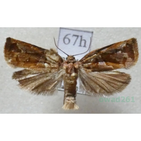 Archips oporana (Linnaeus, 1758) Zwójka sosnówka Czech67h